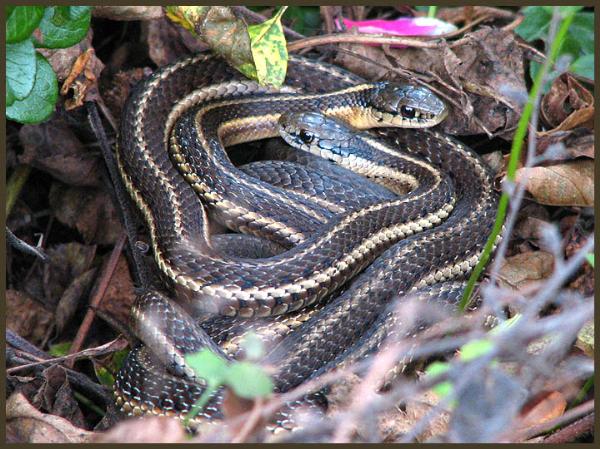 Photo of Thamnophis ordinoides by May Kald